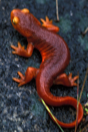 iNaturalist observation photo of Sierra Newt