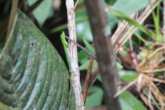 Anolis chloris