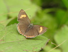 Heliophorini