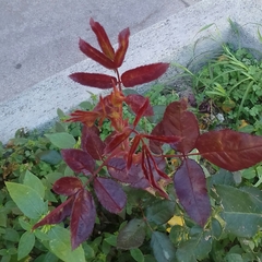 Rosa