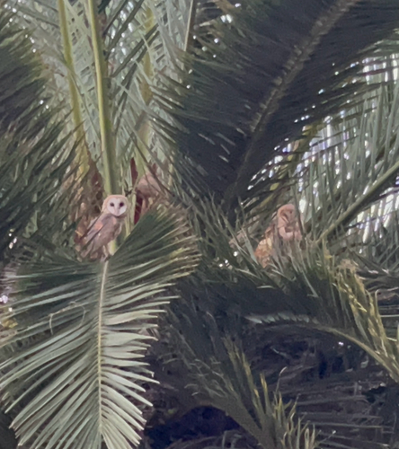 View observation of {o.common_name} on iNaturalist