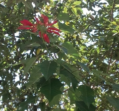 Euphorbia pulcherrima