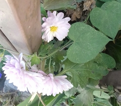 Chrysanthellum
