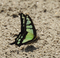 Graphium cloanthus