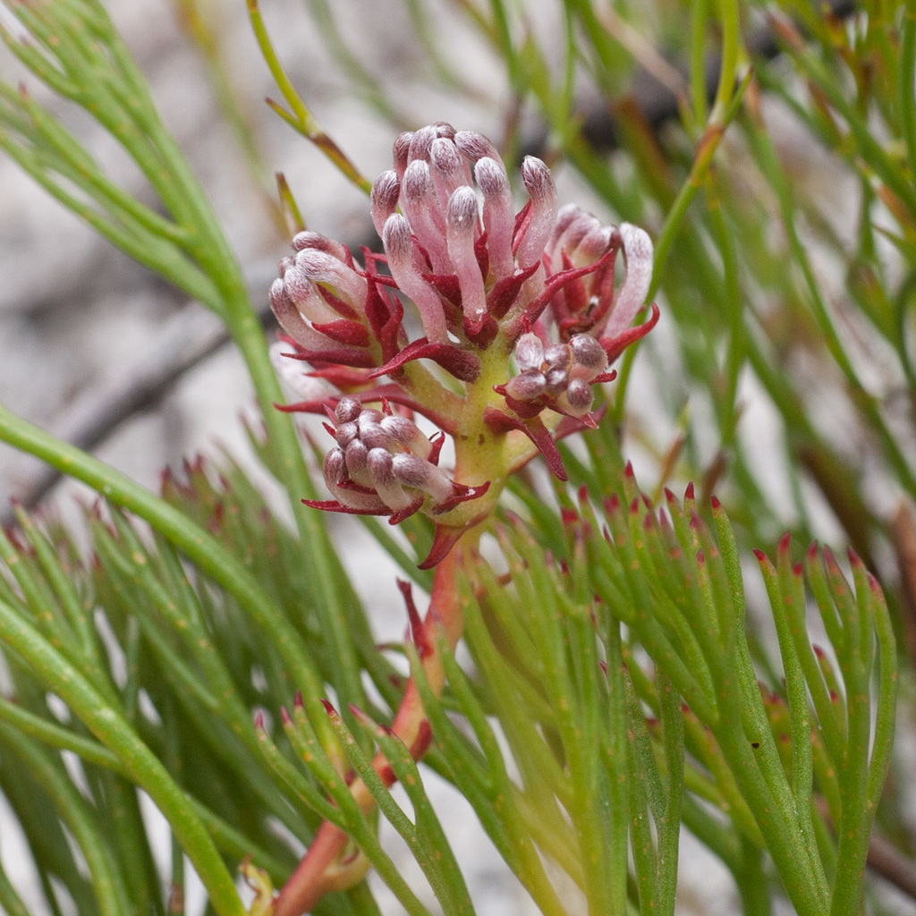 Redstem Spiderhead