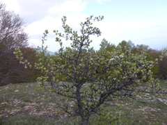 Pyrus elaeagrifolia