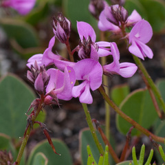 Indigofera ovata