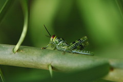 Cyrtacanthacridinae