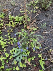Echium vulgare