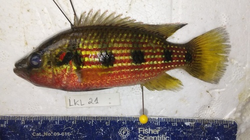 Banded Jewel Cichlid
