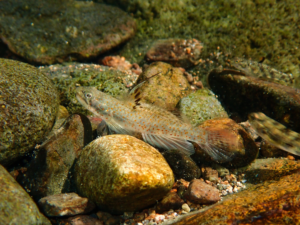 Pseudogobiopsis lumbantobing (Pseudogobiopsis lumbantobing)