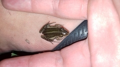 Leptodactylus gracilis