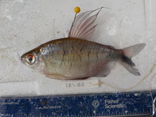 Long-fin Tetra