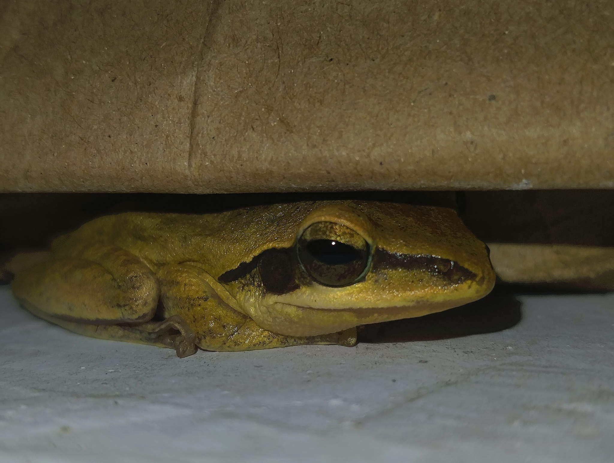 Big-Headed Whipping Frog