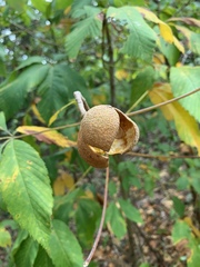 Aesculus sylvatica