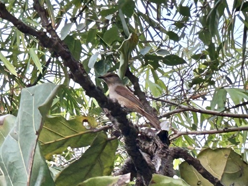 Rufous-tailed Palm Thrush (Cichladusa ruficauda), photo 7