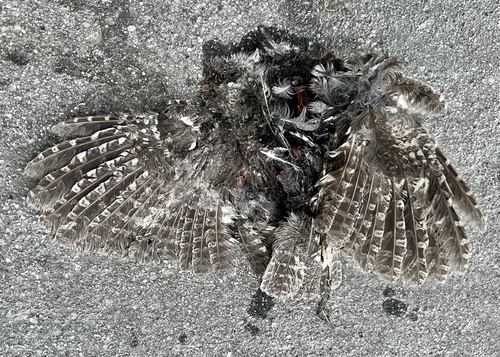 View observation of {o.common_name} on iNaturalist