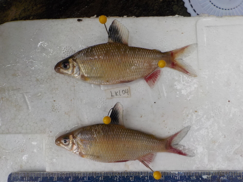 red-finned distichodus
