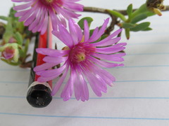 Lampranthus peacockiae