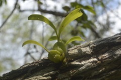 Prosthechea boothiana