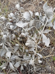 Baptisia nuttalliana