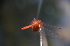Dythemis maya