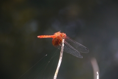 Dythemis maya