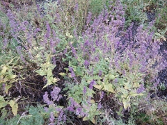 Nepeta grandiflora