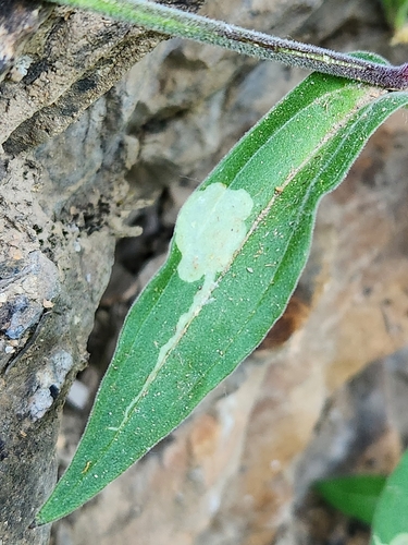 Unknown species found near Upper Rattlesnake, Missoula, MT 59802, USA