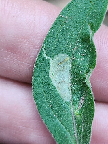 Unknown species found near Upper Rattlesnake, Missoula, MT 59802, USA