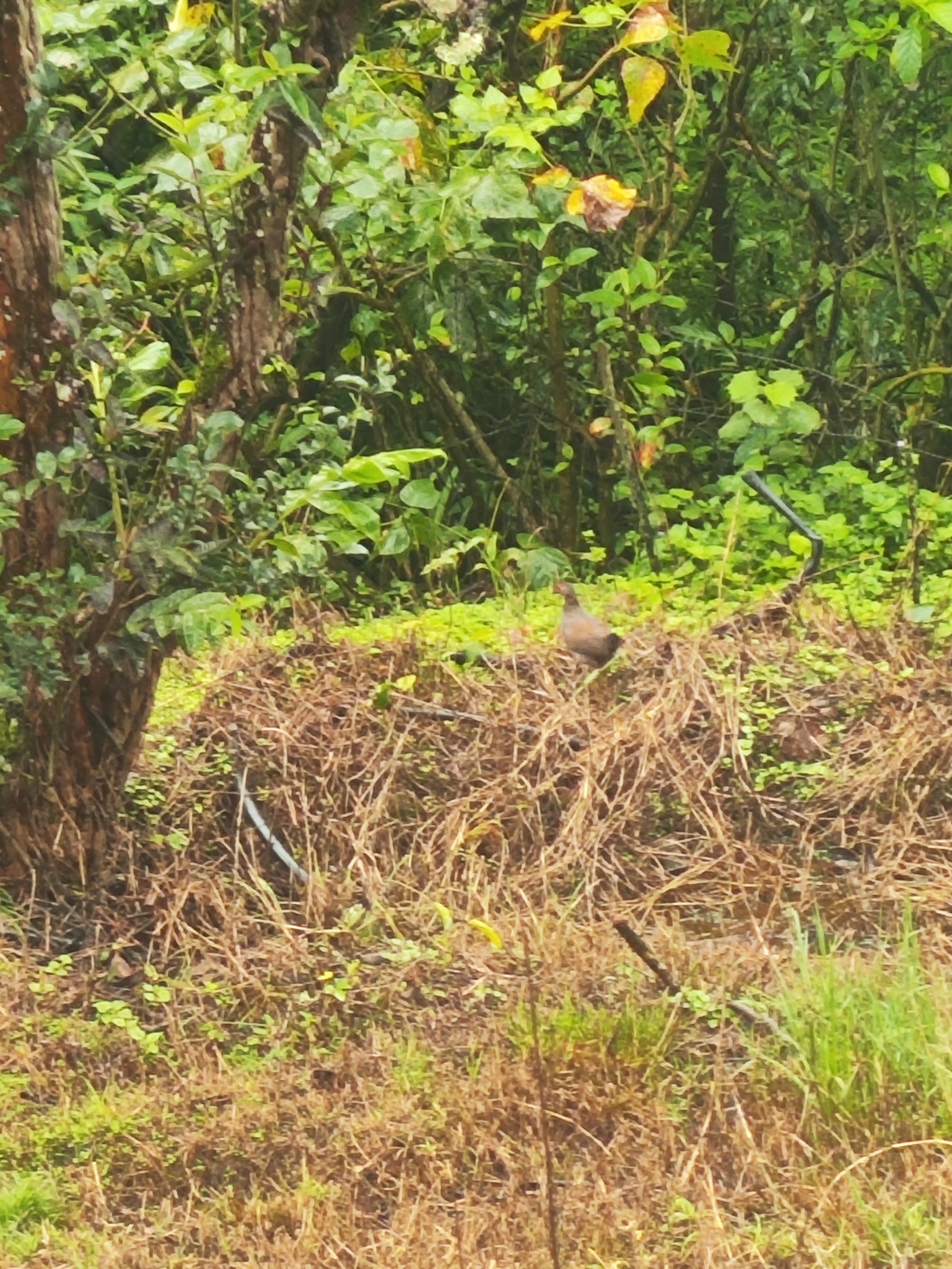 Red Spurfowl (Galloperdix spadicea), photo 10
