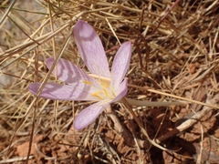 Colchicum sfikasianum
