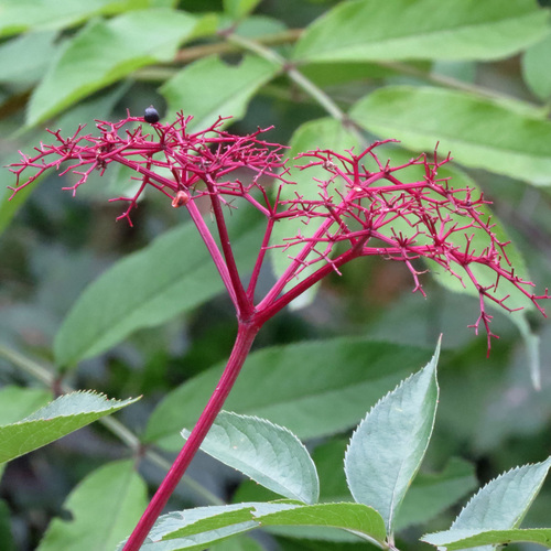 Sambucus canadensis