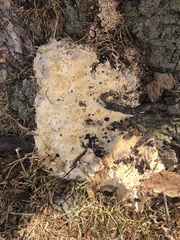 Pseudoinonotus