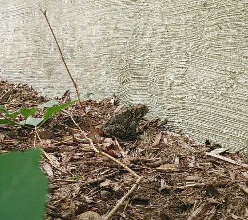 Canadian Toad