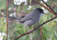 Curruca melanocephala