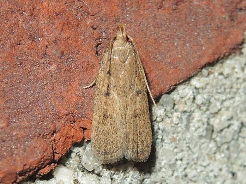 Glyphidocera meyrickella