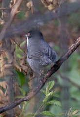 Curruca melanocephala