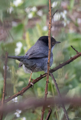 Curruca melanocephala