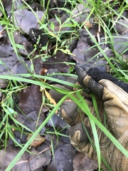 Carex muskingumensis