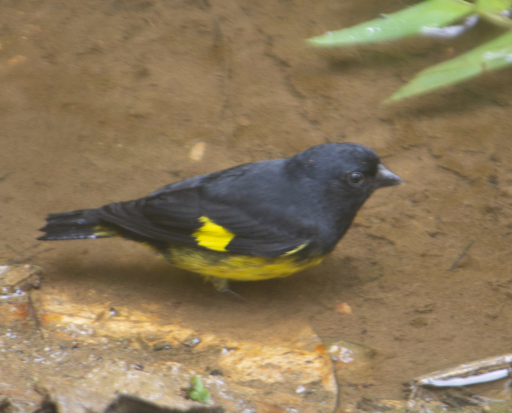 Jilguero Ventriamarillo, Spinus xanthogastrus