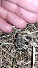 Physalaemus biligonigerus