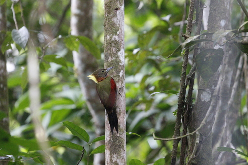 Checker-throated Woodpecker (Chrysophlegma mentale), photo 5