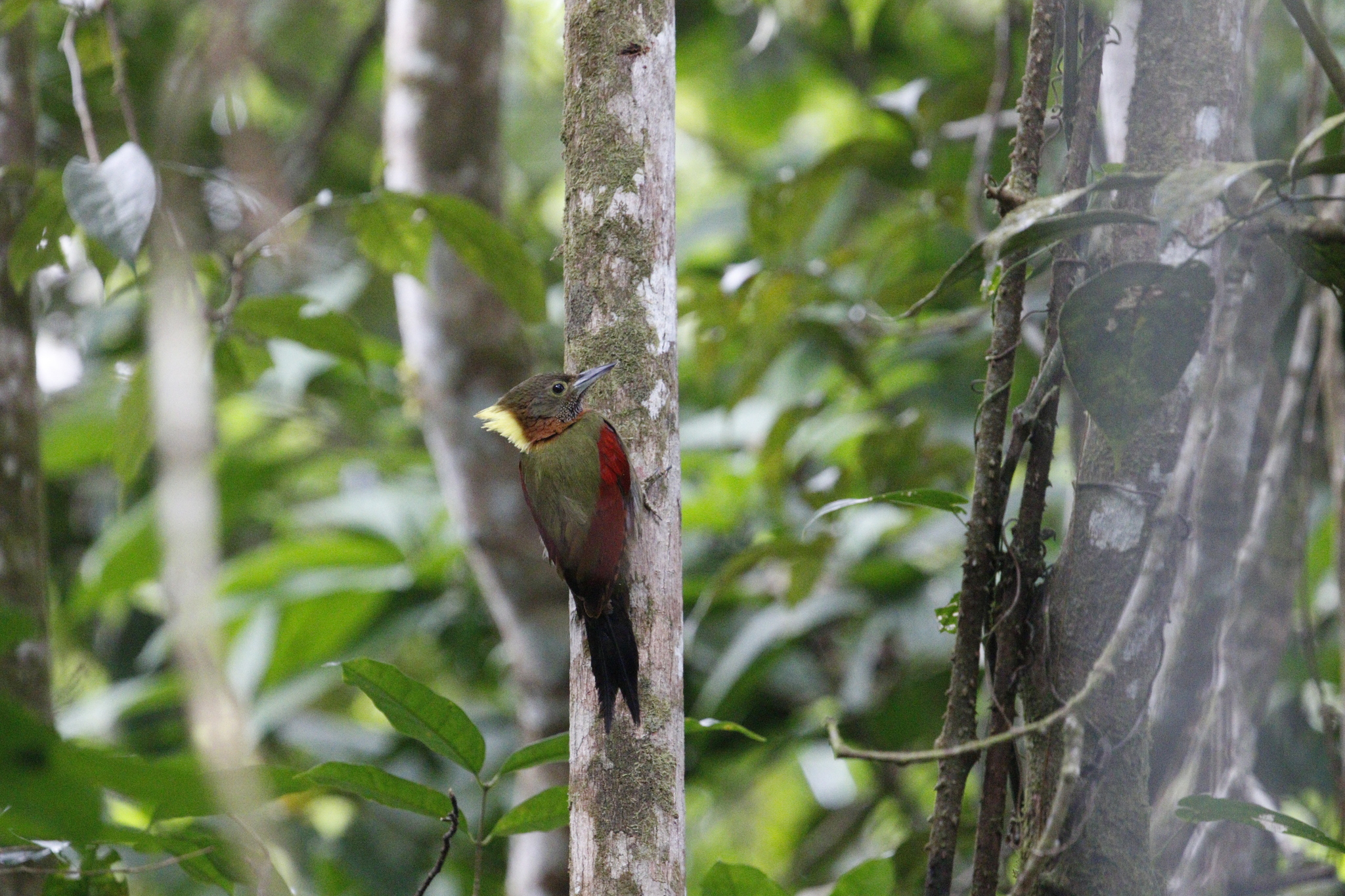 Checker-throated Woodpecker (Chrysophlegma mentale), photo 5