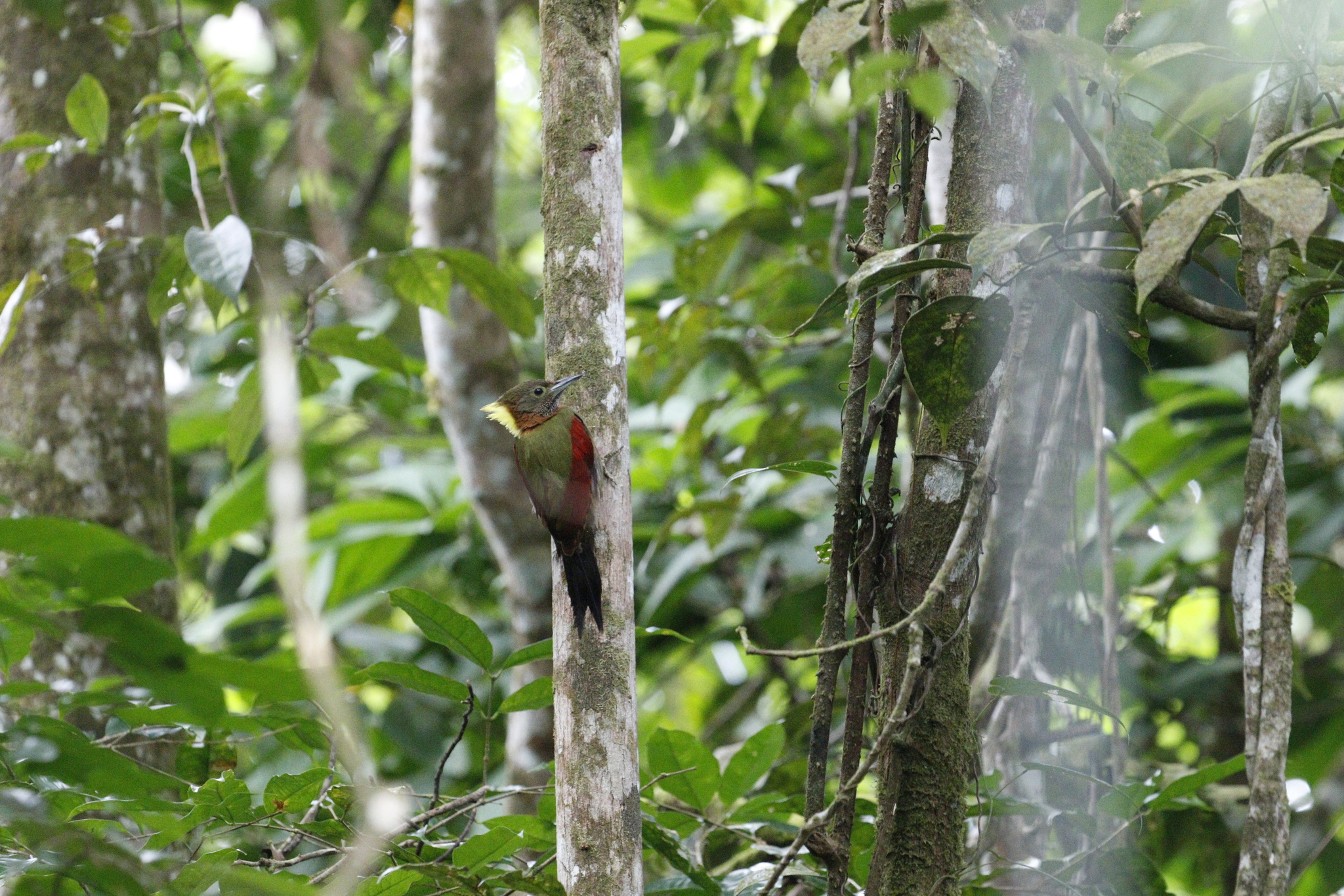Checker-throated Woodpecker (Chrysophlegma mentale), photo 6
