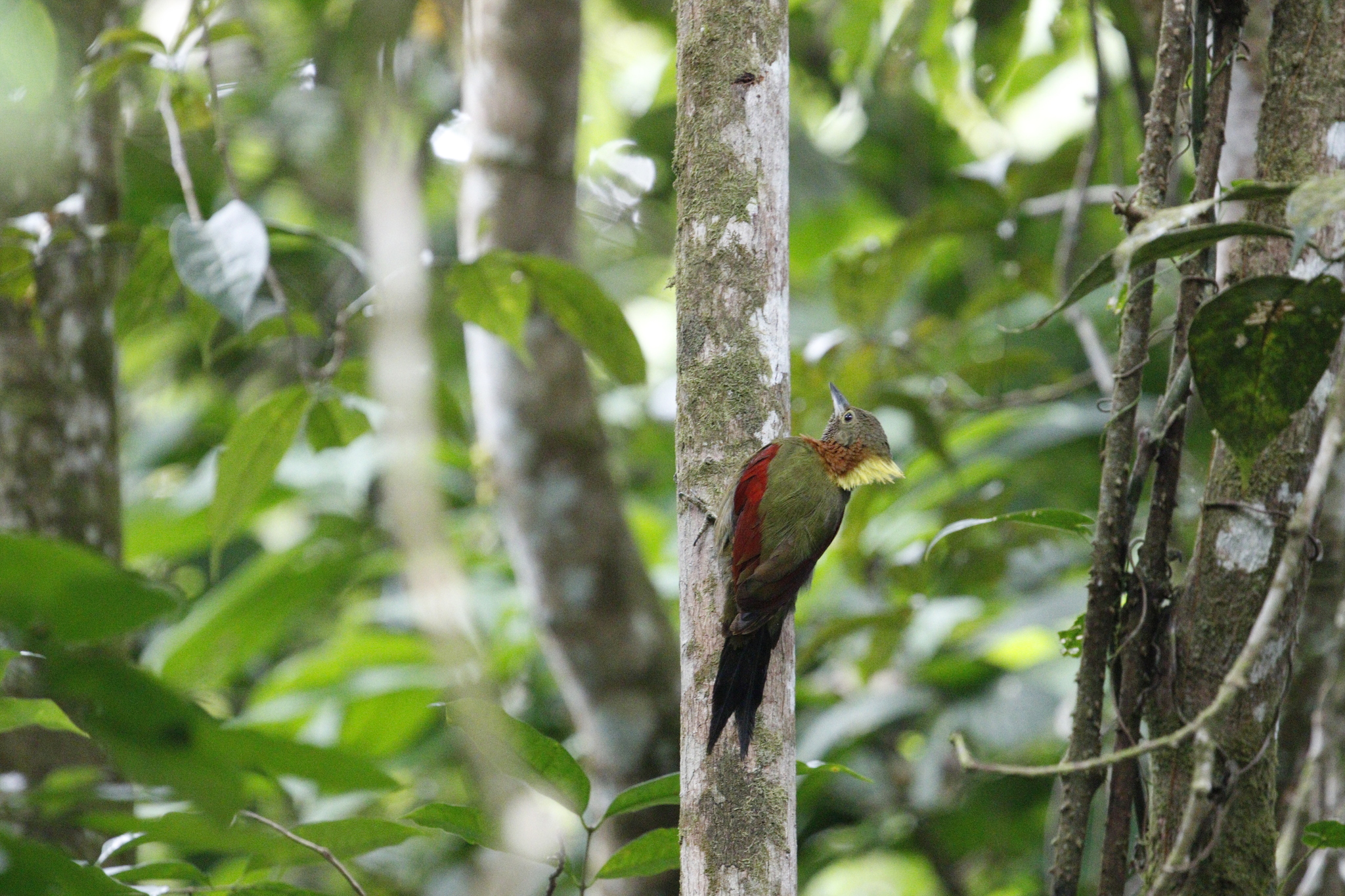 Checker-throated Woodpecker (Chrysophlegma mentale), photo 9