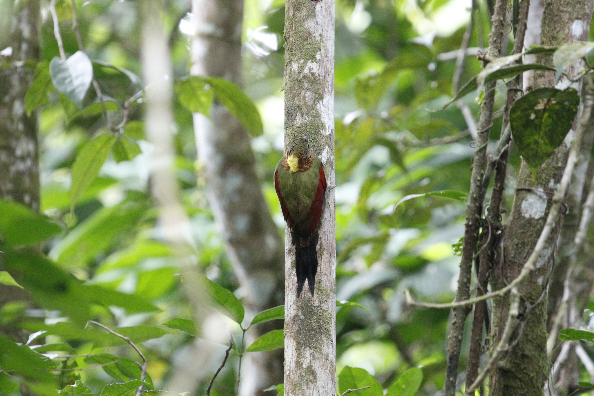 Checker-throated Woodpecker (Chrysophlegma mentale), photo 10