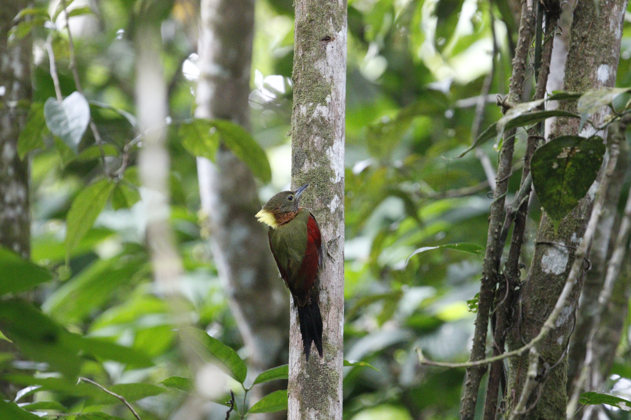 Checker-throated Woodpecker (Chrysophlegma mentale), photo 8