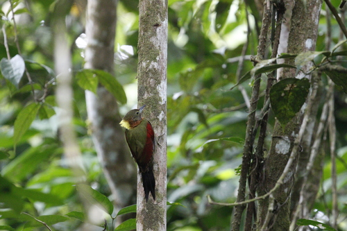 Checker-throated Woodpecker (Chrysophlegma mentale), photo 9