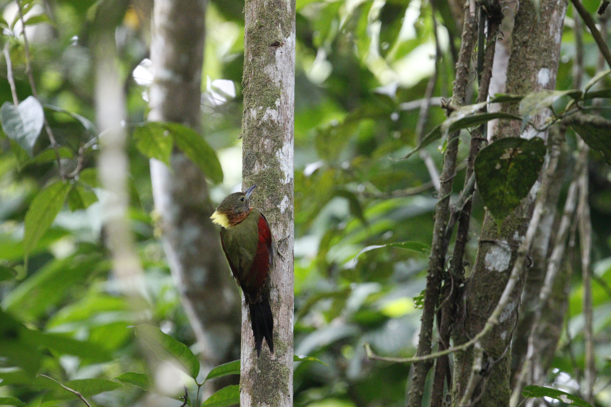 Checker-throated Woodpecker (Chrysophlegma mentale), photo 7
